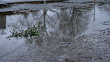 Close-Up-Shot-of-Tiny-Plant-Laying-In-Puddle-In-the-Rain