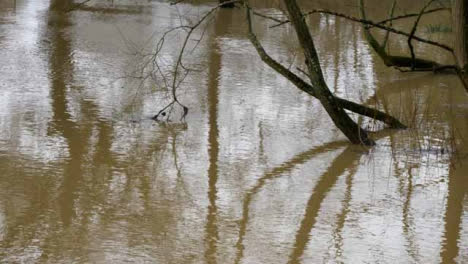 High-Angle-Shot-of-Tree-Submerged-In-Flood-