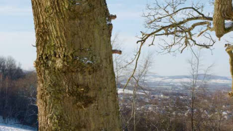 Sliding-Close-Up-of-Tree-Trunk-Against-Snowy-Cotswold-Landscape