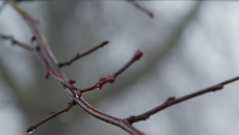 Extreme-Close-Up-Shot-of-Wet-Tree-Branch-In-Morning-Dew-