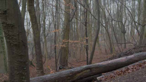 Kamerafahrt-Nähernde-Bäume-Im-Waldgebiet