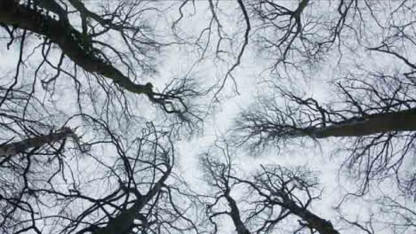 Low-Angle-Rotating-Shot-Looking-Up-at-Treetops-In-Woodland-Area