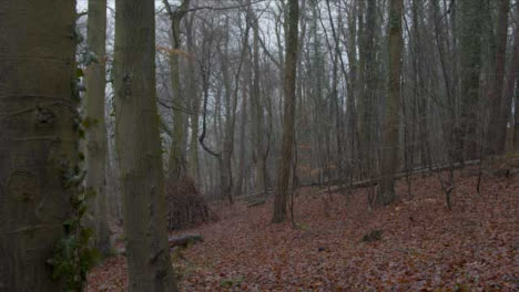 Kamerafahrt-Durch-Waldgebiet