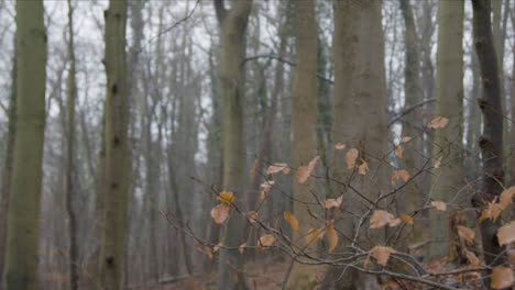 Close-Up-Shot-of-Thin-Branches-In-Woodland-Area