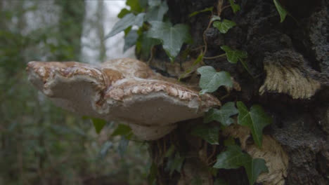 Extreme-Close-Up-Shot-of-Tree-Mushroom-In-Woodland-Area