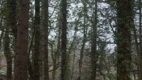 Kamerafahrt-Nach-Baumkronen-Im-Waldgebiet