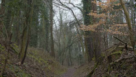 Kamerafahrt-Entlang-Fußweg-Im-Waldgebiet