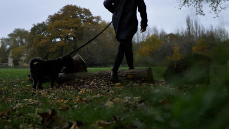 Low-Angle-Shot-of-Woman-Walking-a-Dog-In-a-Wooded-Area