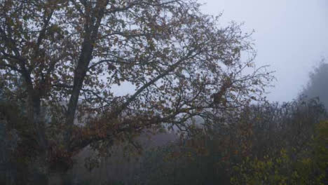 Lange-Aufnahme-Von-Herbstblättern,-Die-An-Einem-Nebligen-Morgen-Vom-Baum-Fallen