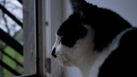 Seitenprofilaufnahme-Einer-Katze,-Die-Aus-Der-Offenen-Balkontür-Schaut