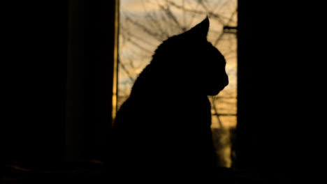 Nahaufnahme-Einer-Silhouette-Der-Katze-Gegen-Die-Skyline-Bei-Sonnenuntergang-Durch-Ein-Großes-Fenster