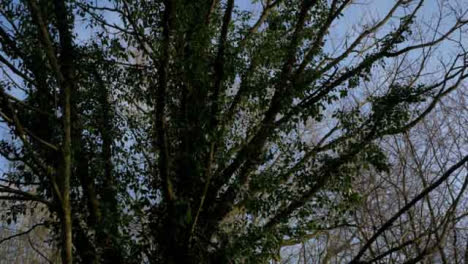 Tracking-Shot-Looking-Up-at-Tree-In-Woodland-Area