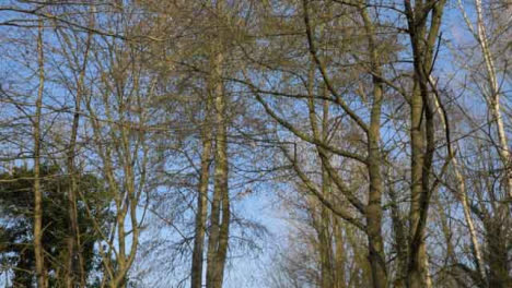 Kamerafahrt-Entlang-Eines-Waldweges-Und-Blick-Auf-Bäume
