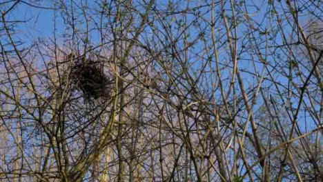 Low-Angle-Shot-Looking-Up-at-Birds-Nest-In-Branches