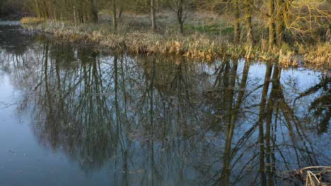 Wide-Shot-Looking-at-Tree-Reflections-In-Woodland-Pond