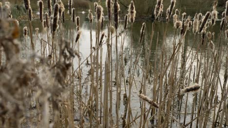 Pull-Focus-Shot-of-Tall-Reeds-On-Ponds-Edge-