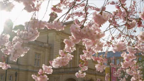 Tracking-Shot-Underneath-Blossom-Tree-Looking-at-Town-Hall-