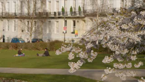 Mittlere-Aufnahme-Des-Blütenbaums-Im-öffentlichen-Park