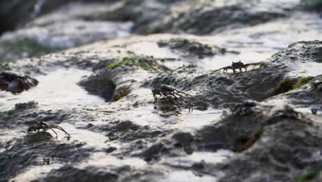 Long-Shot-of-Waves-Crashing-On-Crabs-Sitting-On-Rocks