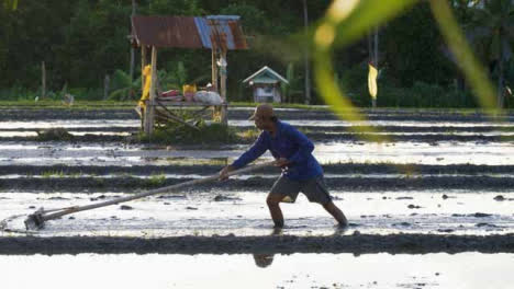 Tracking-Shot-Following-Farm-Worker-In-a-Paddy