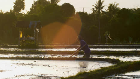 Kamerafahrt-Nach-Landarbeiter-In-Einem-Reisfeld-Bei-Sonnenuntergang