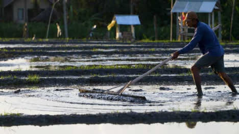 Tracking-Shot-Following-a-Farm-Worker-In-a-Paddy