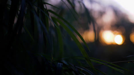 Handheld-Close-Up-of-Leaves-In-a-Sunset