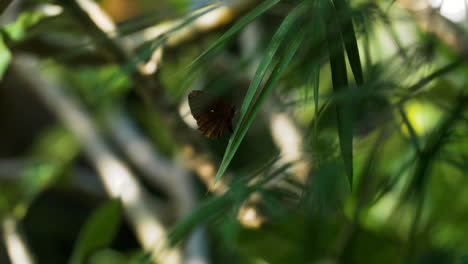 Handheld-Long-Shot-of-Butterfly-On-Leaf