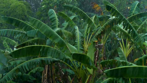 Lange-Aufnahme-Des-Regens-Im-Tropischen-Wald
