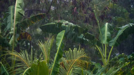 Totaler-Regenfall-In-Einem-Tropischen-Wald