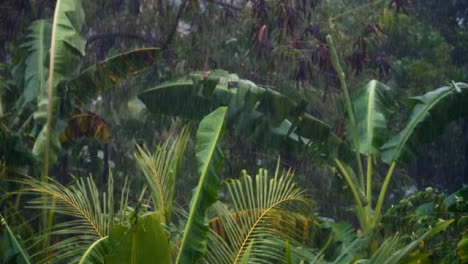 Tiro-Largo-De-La-Caída-De-Lluvia-En-Un-Bosque-Tropical