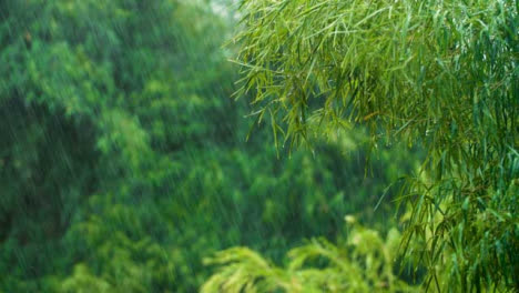 Lange-Aufnahme-Eines-Regensturms-Im-Tropischen-Wald