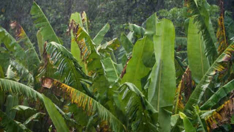 Lange-Aufnahme-Von-Sintflutartigen-Regenfällen-Im-Tropischen-Wald