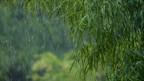 Lange-Aufnahme-Von-Sintflutartigen-Regenfällen-In-Einem-Tropischen-Wald