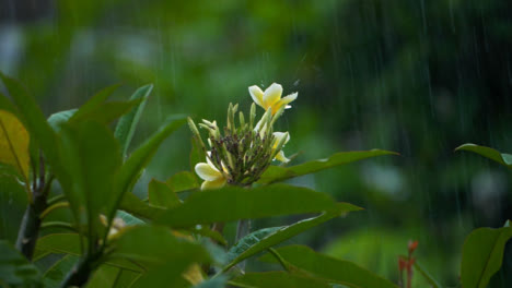 Close-Up-Shot-of-Rain-Falling-On-Flower