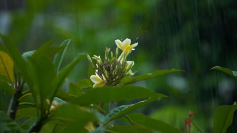 Nahaufnahme-Von-Regen,-Der-Auf-Blume-Fällt