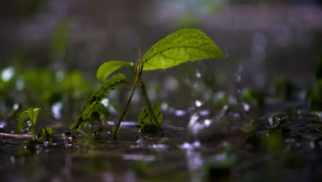 Close-Up-Shot-of-Tiny-Plant-In-Rain-Storm