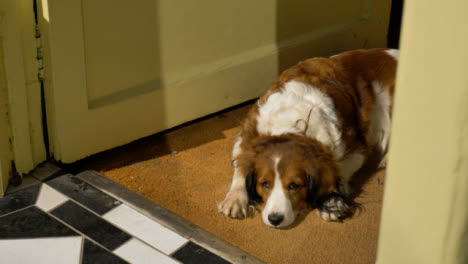 Panning-Shot-of-Dog-Sunbathing-In-Doorway-