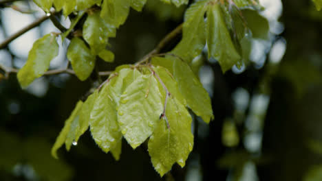 Tilting-Shot-of-Rain-Falling-On-Leaves