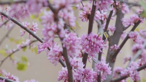 Extreme-Close-Up-Shot-of-Pink-Blossom-Branches