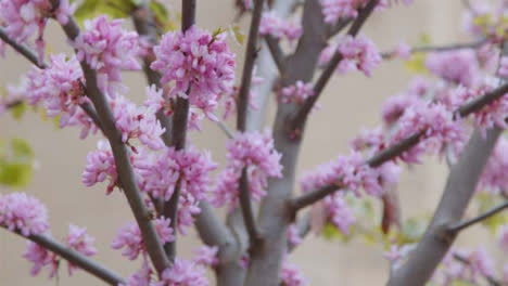 Extreme-Close-Up-Shot-of-Pink-Blossom-Tree-Branches