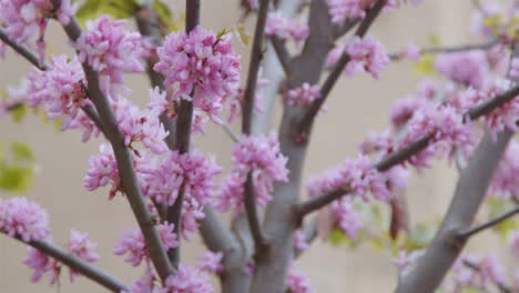 Extreme-Nahaufnahme-Von-Rosa-Blütenbaumzweigen