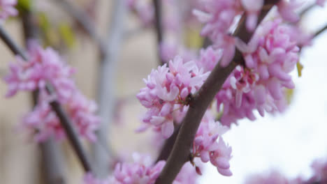Extreme-Close-Up-Shot-of-Blossom-Tree-Branches