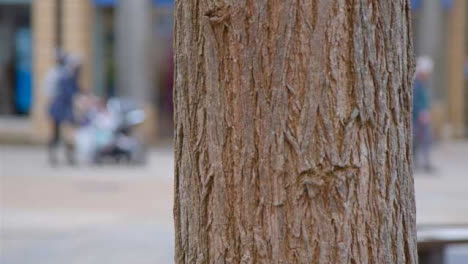 Close-Up-Shot-of-Tree-Trunk-as-People-Walk-Past-In-Background