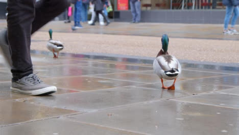 Disparo-De-Mano-De-Patos-En-Una-Calle-Muy-Transitada