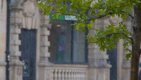 Medium-Shot-of-Tree-Leaves-In-Torrential-Rain-