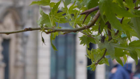 Close-Up-Shot-of-Leaves-Blowing-In-Mild-Stormy-Weather