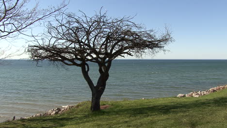 Ontario,-Canadá,-Lago,-Ontario,-Y,-árbol