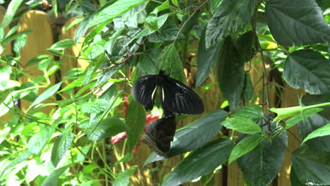 Costa-Rica-Blue-Morpho-bitterfly-flies-by-a-Golden-Birdwing-butterfly