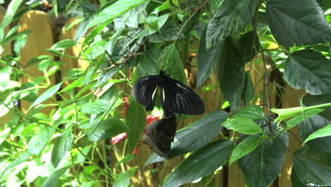 Costa-Rica-Blue-Morpho-Bitterfly-Vuela-Por-Una-Mariposa-Ala-De-Pájaro-Dorado